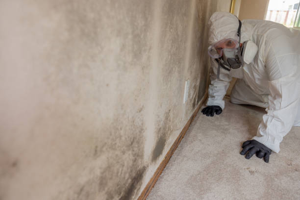 Why You Should Choose Our Mold Remediation Services in North Beach, MD